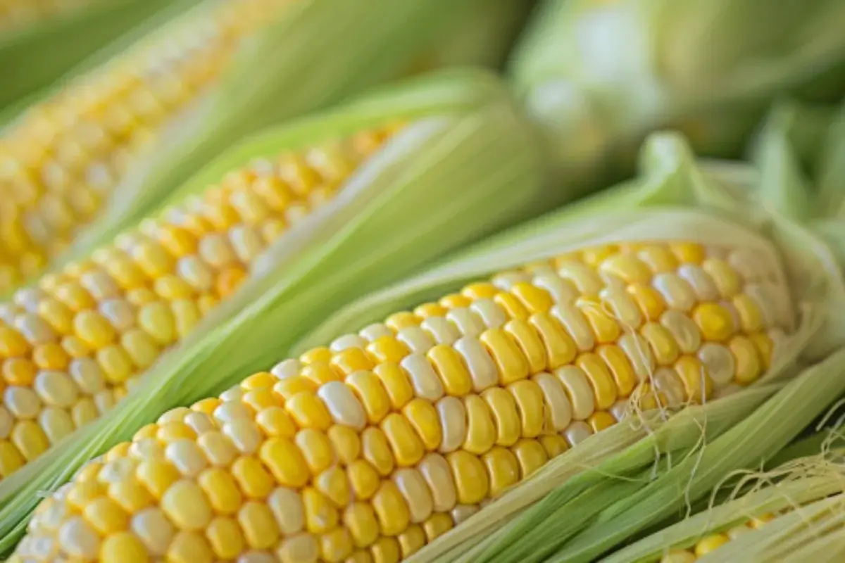 Red powder on street corn